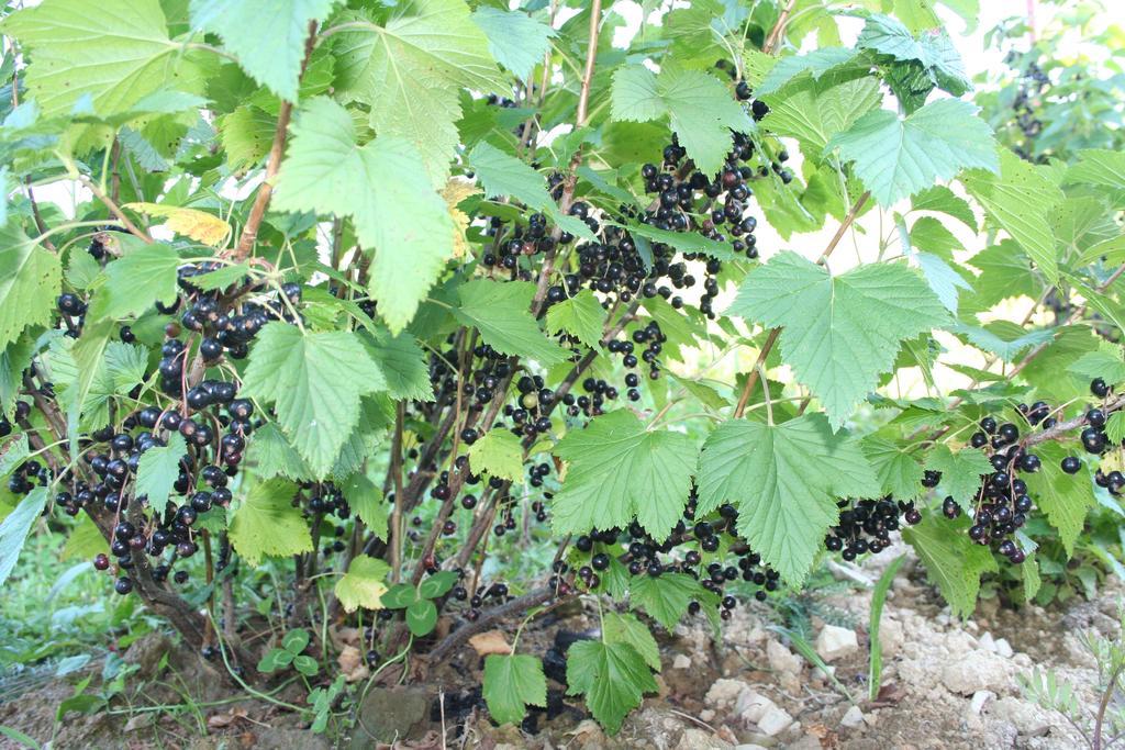 Sadyba Drymba Skhidnytsia Εξωτερικό φωτογραφία